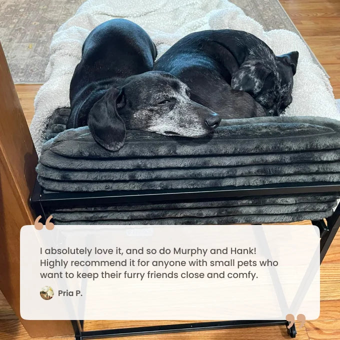Elevated Pet Chair with Built-In Ramp – Cozy Dog Seat for Home, Office & Bedside